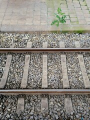 Tree waiting for the train