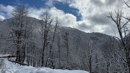 Snow-laden trees stand tall under a moody sky, their frozen branches framing the misty mountain slopes