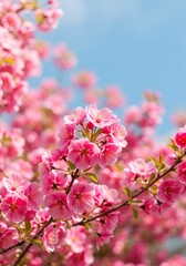 Obraz premium Nature awakens gently, painting skies with blossoms of tender hope