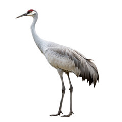 Naklejka premium a tall elegant crane stands gracefully showcasing its long legs and distinctive plumage with a hint of red on its head the bird is set against a plain white background emphasizing its features