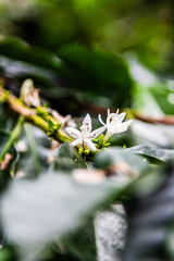 close up of white coffee plant flower
