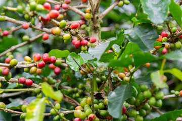 Close-up of a coffee plant showing coffee cherries in different stages of ripeness.