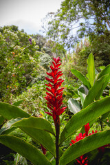 Red Ginger Flower Blooming in a Tropical colombian forest