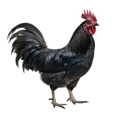Fototapeta premium a striking black rooster stands proudly showcasing its glossy feathers and vibrant red comb symbolizing farm life and poultry