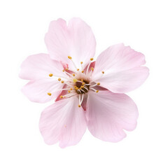 Obraz premium pink flower with soft petals and prominent stamens set against a white background showcasing its beauty and intricate details ideal for nature-themed designs and floral arrangements