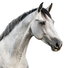 a close-up portrait of a majestic gray horse showcasing its elegant features and expressive eyes against a plain white background
