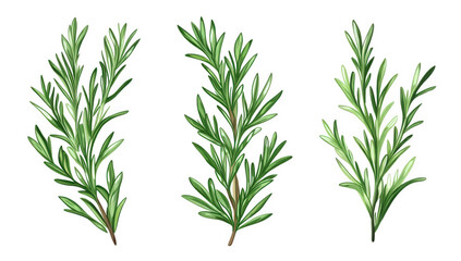 Fototapeta premium three sprigs of rosemary showcasing their vibrant green leaves in a detailed and artistic manner illustration highlights the herb's natural beauty and culinary significance