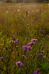 A serene meadow at sunset, featuring vibrant purple Brown Knapweed wildflowers amidst tall grasses. Captures the tranquility and beauty of nature in its late summer or early autumn scenery.
