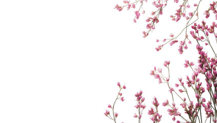 delicate pink flowers scattered on a white background creating a calming and aesthetic visual ideal for design and decoration purposes