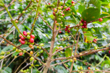 Close-up of a coffee plant showing coffee cherries in different stages of ripeness.