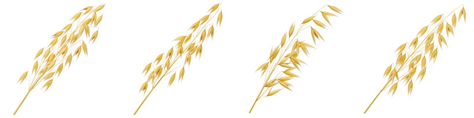 Set of Oat Sprig on White
