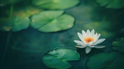   A white water lily floats on a green lily pad surrounded by lily pads, with a yellow center