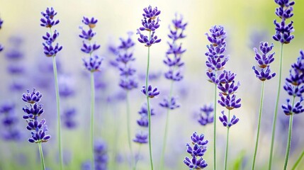 Obraz premium A close-up of several flowers with prominent purple ones in the foreground and a slightly blurred background of similar shades