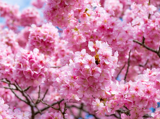 静岡県賀茂郡南伊豆町　青野川沿いの河津桜