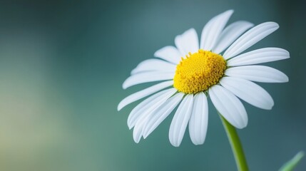 Naklejka premium Close-Up of a White Daisy with Yellow Center Against a Soft Green Background