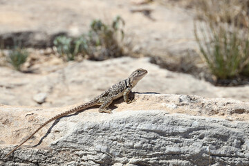 Small lizard sunning on a rock
