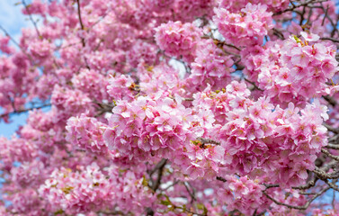 静岡県賀茂郡南伊豆町　青野川沿いの河津桜
