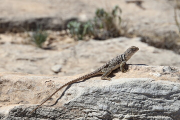 Small lizard sunning on a rock
