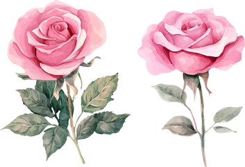 bouquet of pink roses