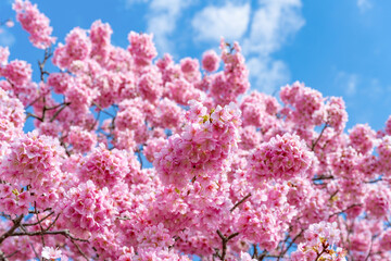静岡県賀茂郡南伊豆町　青野川沿いの河津桜