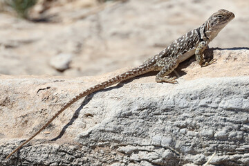 Small lizard sunning on a rock
