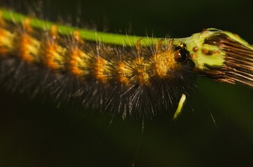 caterpillar on flower