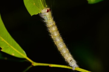 Reaching Caterpillar
