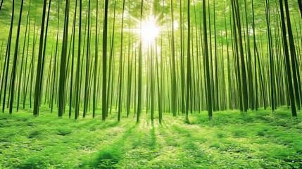 Fototapeta premium Sunlight shines through bamboo forest, green leaves, nature scene