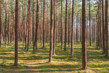 Pine tree forest in the morning.