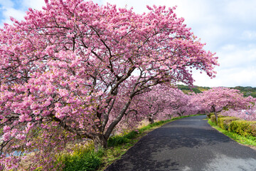 Fototapeta premium 静岡県賀茂郡南伊豆町 青野川沿いの河津桜
