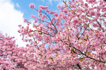 静岡県賀茂郡南伊豆町　青野川沿いの河津桜