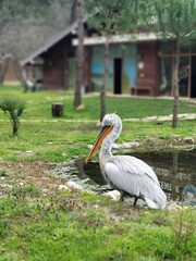 A light gray and white pelican with a prominent orange-yellow beak standing near a small pond in a grassy area. Small patches of mud are visible near the water’s edge where the pelican is standing. 