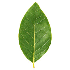 Aromatic Bay Leaf Isolated on White Background for Culinary and Herbal Uses, isolated on transparent background.