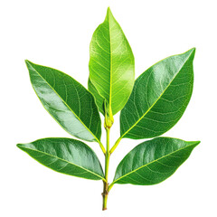 Obraz premium Fresh Bay Leaves Close-Up on White Background for Culinary and Herbal Uses, isolated on transparent background.