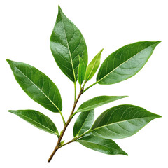 Obraz premium Fresh Bay Leaves Isolated on White Background for Culinary and Aromatic Uses, isolated on transparent background.