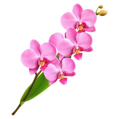 Naklejka premium Exotic Pink Orchid Branch in Bloom Showcasing Nature's Beauty and Floral Elegance, isolated on transparent background.