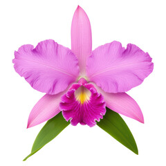 Obraz premium Exquisite Cattleya Orchid Blossom with Vibrant Pink Petals and Lush Green Leaves, isolated on transparent background.