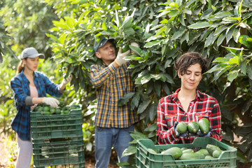 Professional young Latin woman farmer employee in plaid shirt harvesting fresh avocados during work...