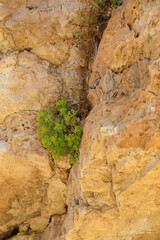 Yellow flowering shrub growing from crack in rock
