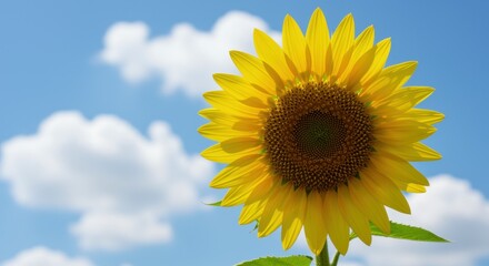 Naklejka premium A vibrant sunflower stands tall against a blue sky with fluffy clouds. Its bright yellow petals embody summer's beauty and positivity, radiating cheer and nature's essence.
