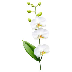 Elegant Minimalist Orchid Composition with Delicate White Blooms and Green Leaves, isolated on transparent background.
