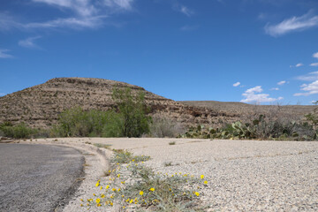 Yellow flowering shrub growing from crack in sidewalk at Carlsbad Caverns National Park, New Mexico