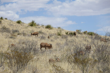 Naklejka premium Barbary sheep herd in the wild