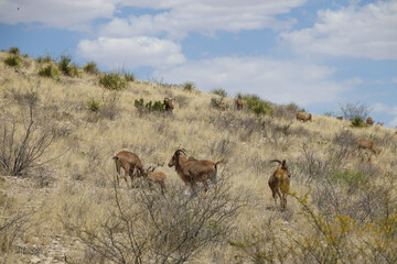 Barbary sheep herd in the wild