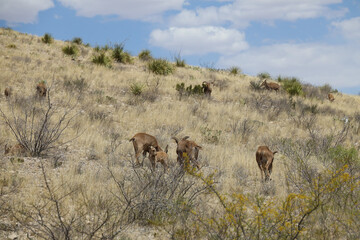 Naklejka premium Barbary sheep herd in the wild