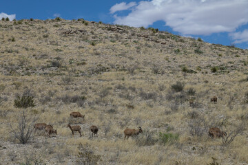 Naklejka premium Barbary sheep herd in the wild