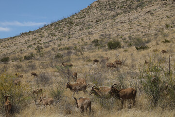 Barbary sheep herd in the wild