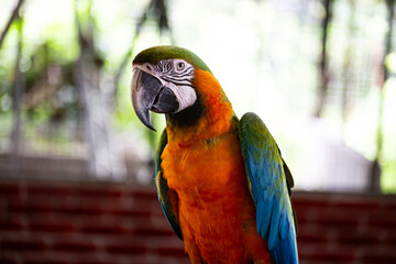 Macaws are a group of New World parrots that are long-tailed and often colorful, in the tribe Arini.
