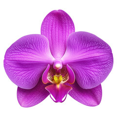 Detailed Macro Shot of Orchid Flower with Intricate Pollen and Floral Patterns in Vibrant Colors, isolated on transparent background.