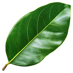Fototapeta premium Glossy Green Magnolia Leaf on a White Background for Botanical Illustrations and Designs, isolated on transparent background.